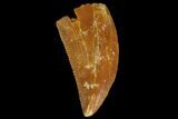 Serrated, Raptor Tooth - Real Dinosaur Tooth #176163-1